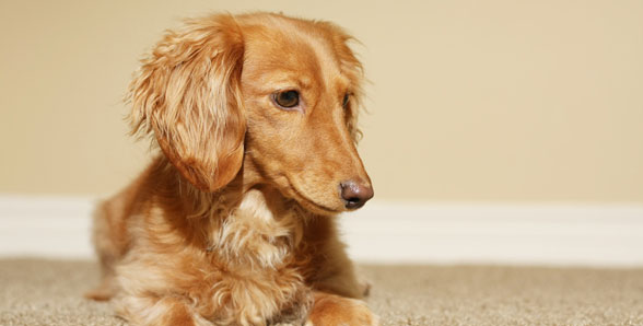 Pet odor removal that works!